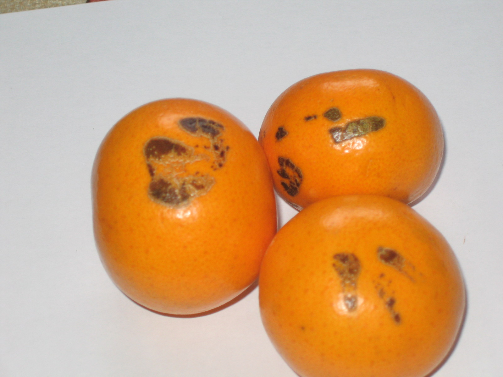 간벌봉사활동 중입니다!